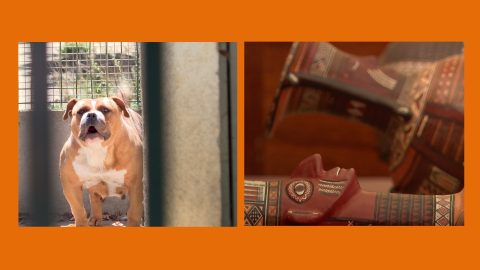 Prendre soin des animaux durant la canicule / La Micro-Folie est de retour Lourdoueix-Saint-Michel
