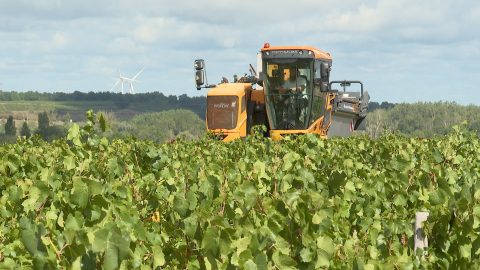 Des vendanges 2025 sous le signe de la qualité