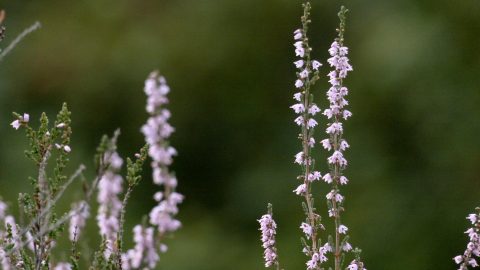 L'ONF au coeur de la prévention des risques incendies