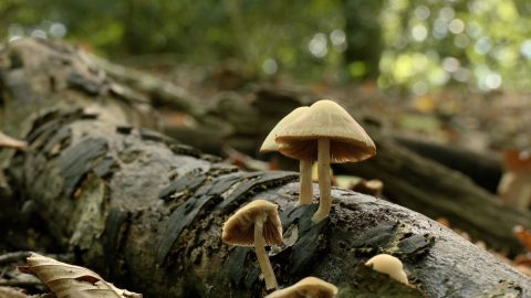 2025-10-10-recolte-champignon