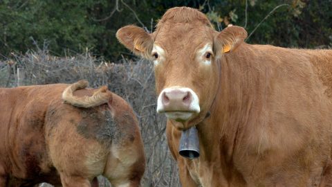 Les éleveurs de bovins se protègent de la dermatose nodulaire