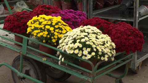 Le chrysanthème : une tradition française