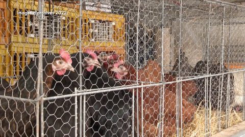 Grippe aviaire : nouvelles mesures de la préfecture