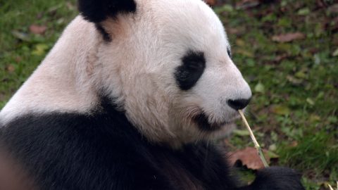 Les fans font leurs adieux aux pandas de Beauval