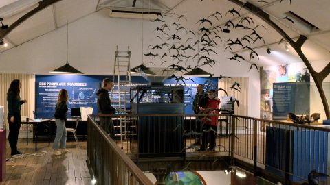 Installation d'un hologramme au Muséum d'Histoire Naturelle de Bourges