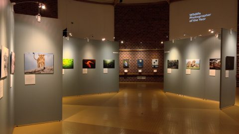 Le Muséum de Bourges accueille la nouvelle édition d'une exposition prestigieuse