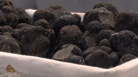 La pesée lance la nouvelle édition du marché de la truffe d'Issoudun