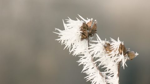 Le froid s'invite dans le Berry