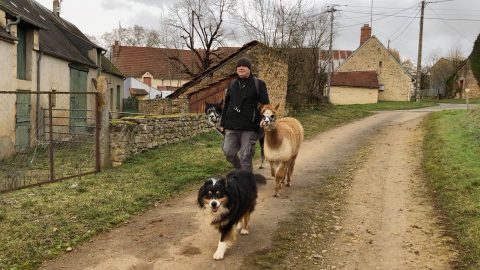 Des marcheurs pas comme les autres : Atawallpa et Yupanqui, les alpagas randonneurs
