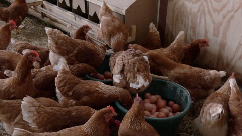 Marché de l'oeuf : une demande qui engloutit l'offre