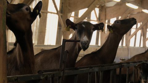 Au cœur de la préparation pour le Salon de l'Agriculture