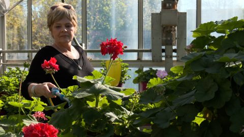 Au Conservatoire National du Pélargonium de Bourges, plus de 800 espèces sont préservées
