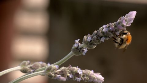 Printemps : que pouvons nous planter ?