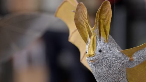 Les 21ème Rencontres Nationales Chauves-souris
