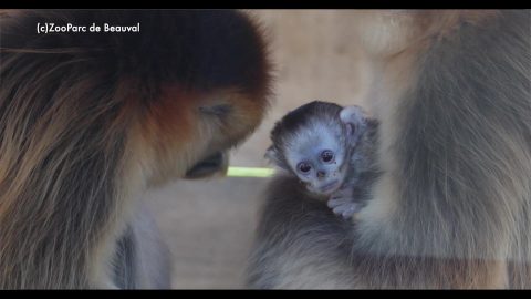 Naissance exceptionnelle d'un bébé singe doré !