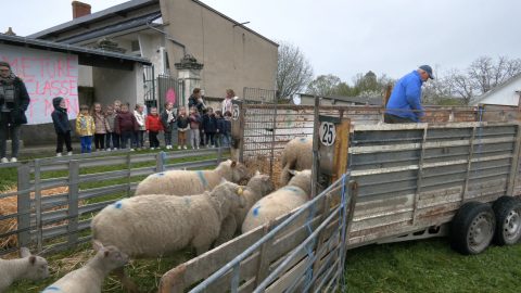 À Vendœuvres, des brebis s'invitent à une mobilisiation contre une fermeture de classe