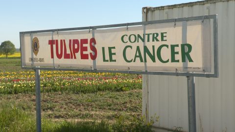 Lancement de l'opération "des tulipes contre le cancer"