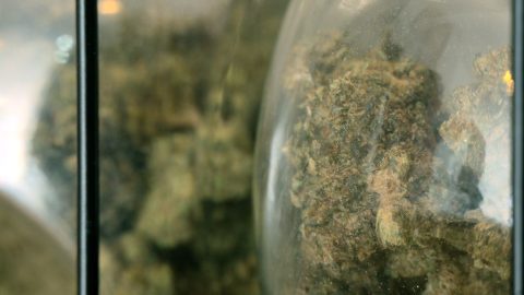 Pourquoi les produits alimentaire à base de CBD seront interdit à partir du 15 mai 2026