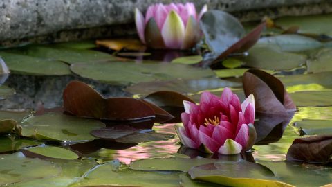 Le printemps s'installe au Domaine de Poulaines