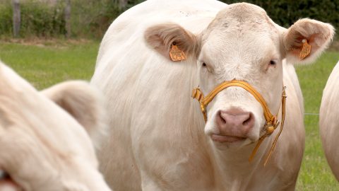 L'innovation en faveur des éleveurs