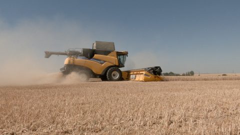 Canicule : les moissons perturbées