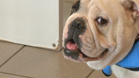 Canicule : les bons gestes pour protéger nos animaux de la chaleur