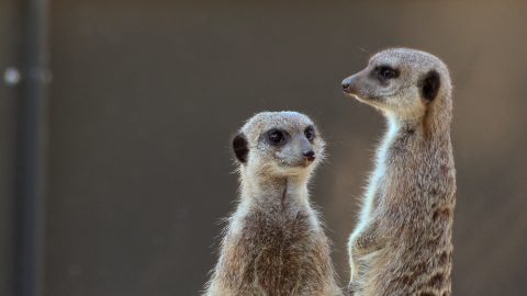 Une trentaine de naissance à la Réserve zoologique de la Haute-Touche