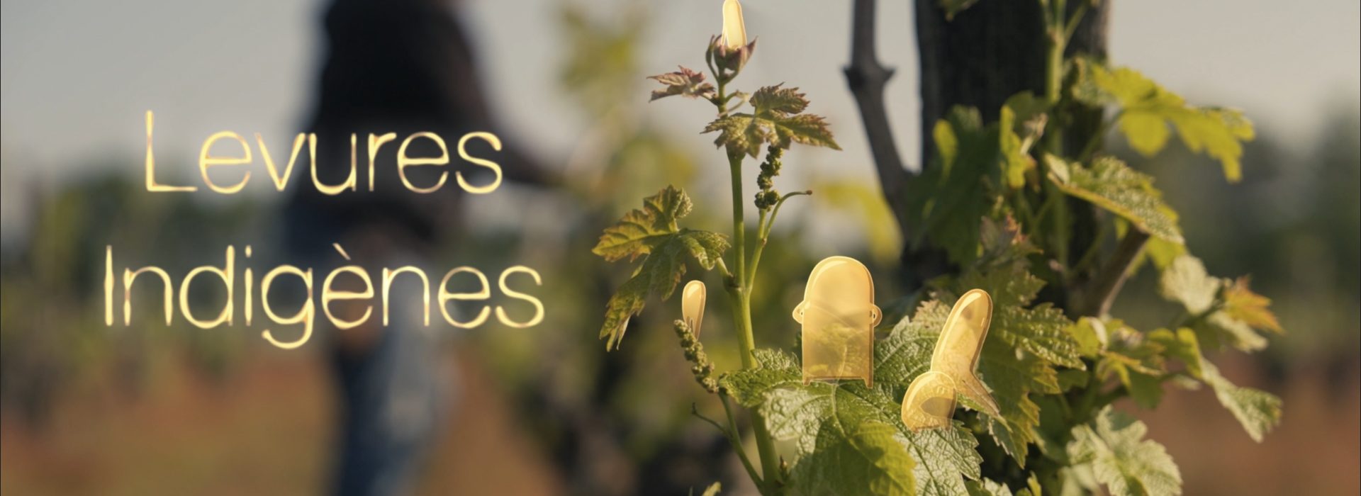 Levures Indigènes